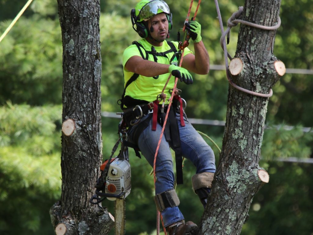 Expert Tree Service Owner Trimming Branches